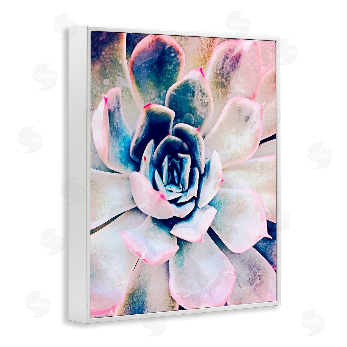 Irena Orlov Modern Succulent Plant View