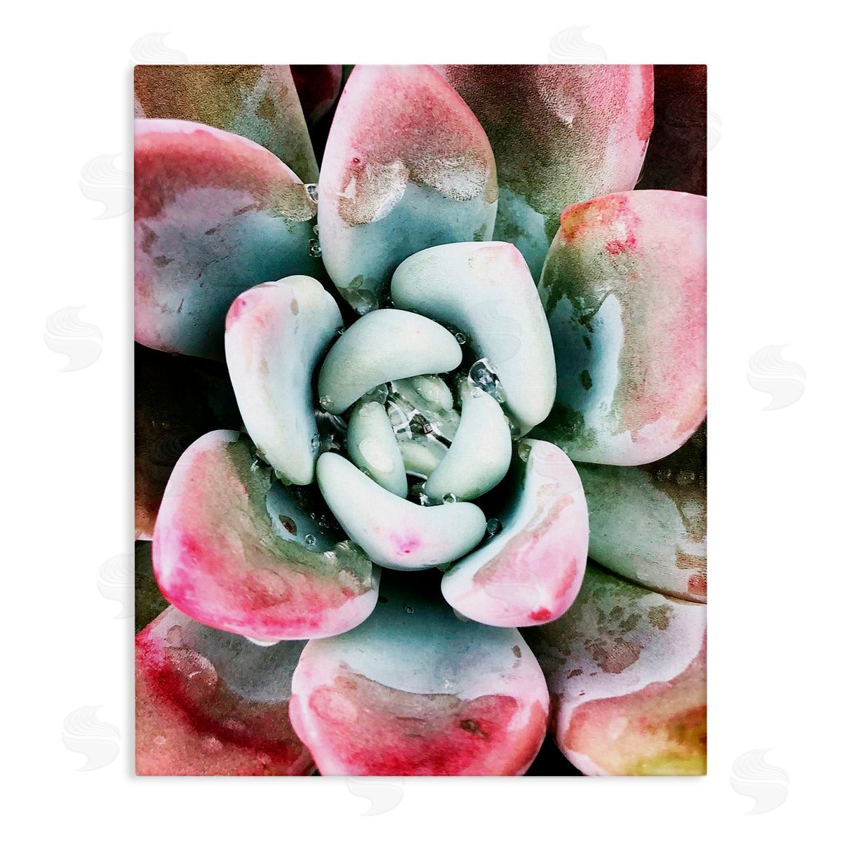 Irena Orlov Succulent Plant Rain Droplet