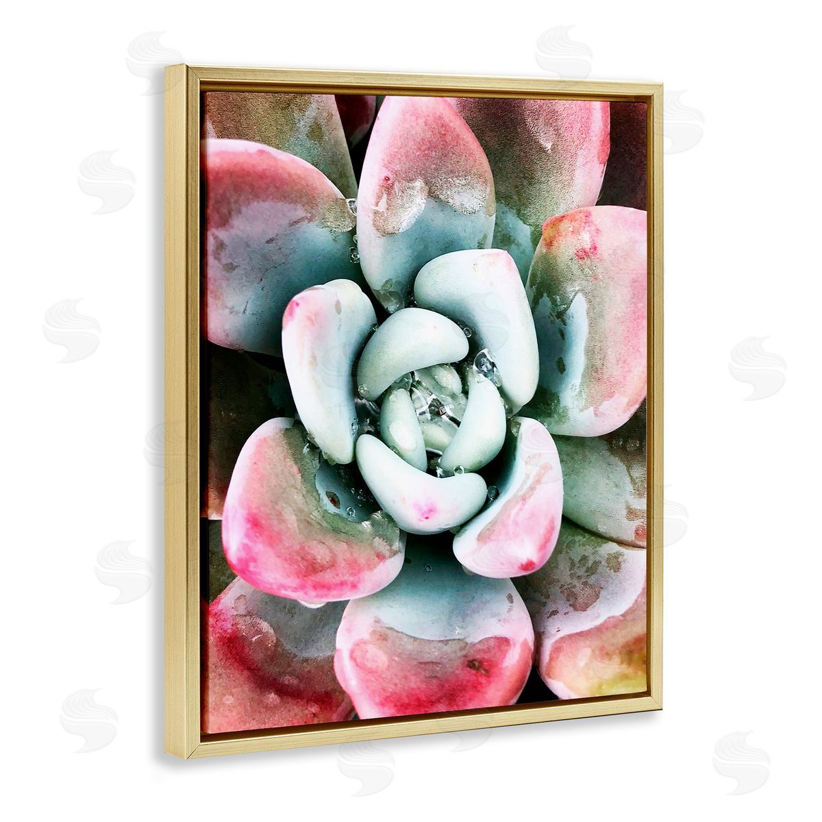 Irena Orlov Succulent Plant Rain Droplet