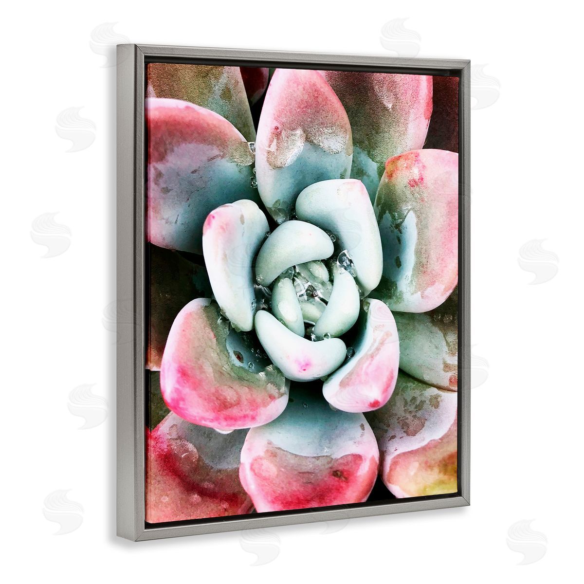 Irena Orlov Succulent Plant Rain Droplet