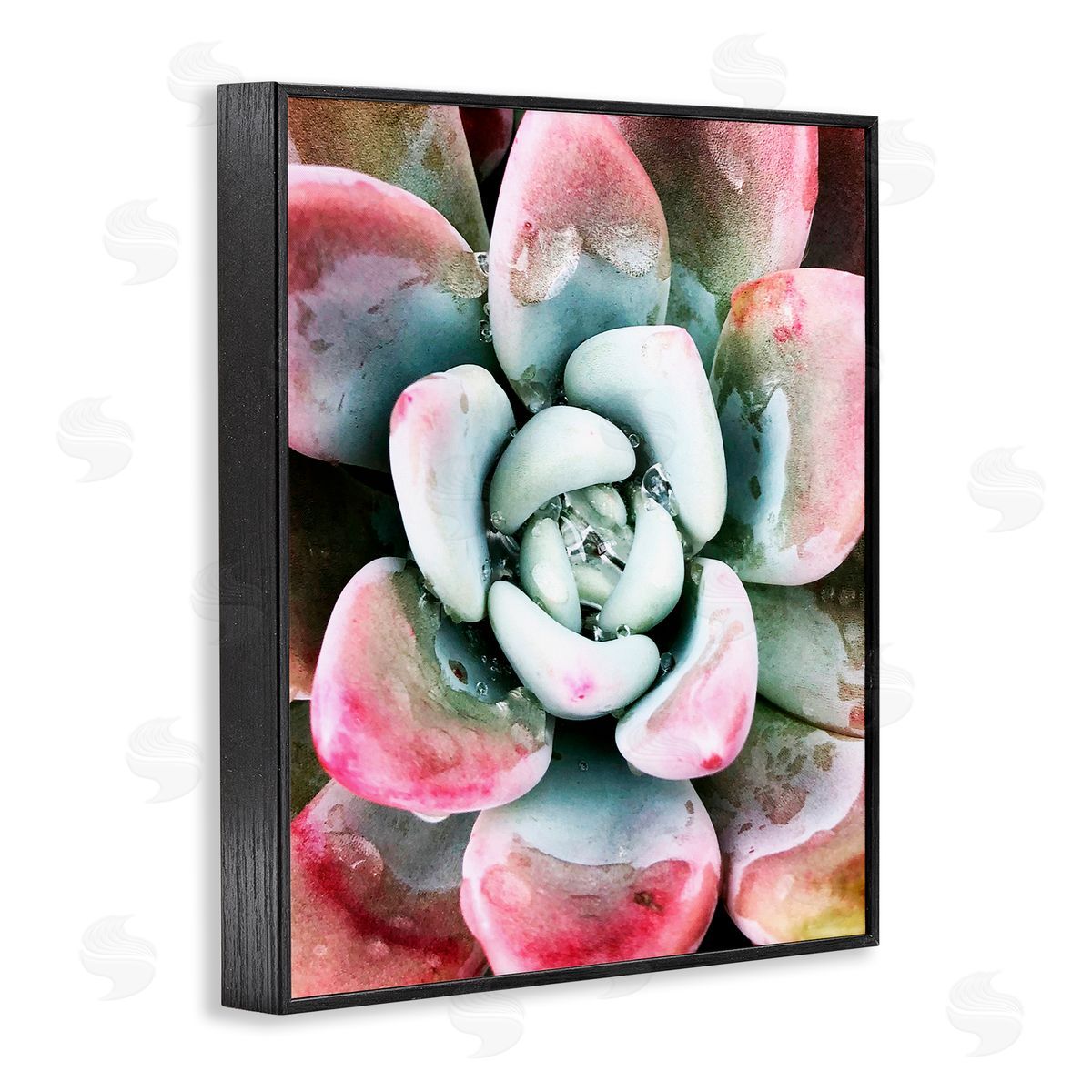 Irena Orlov Succulent Plant Rain Droplet