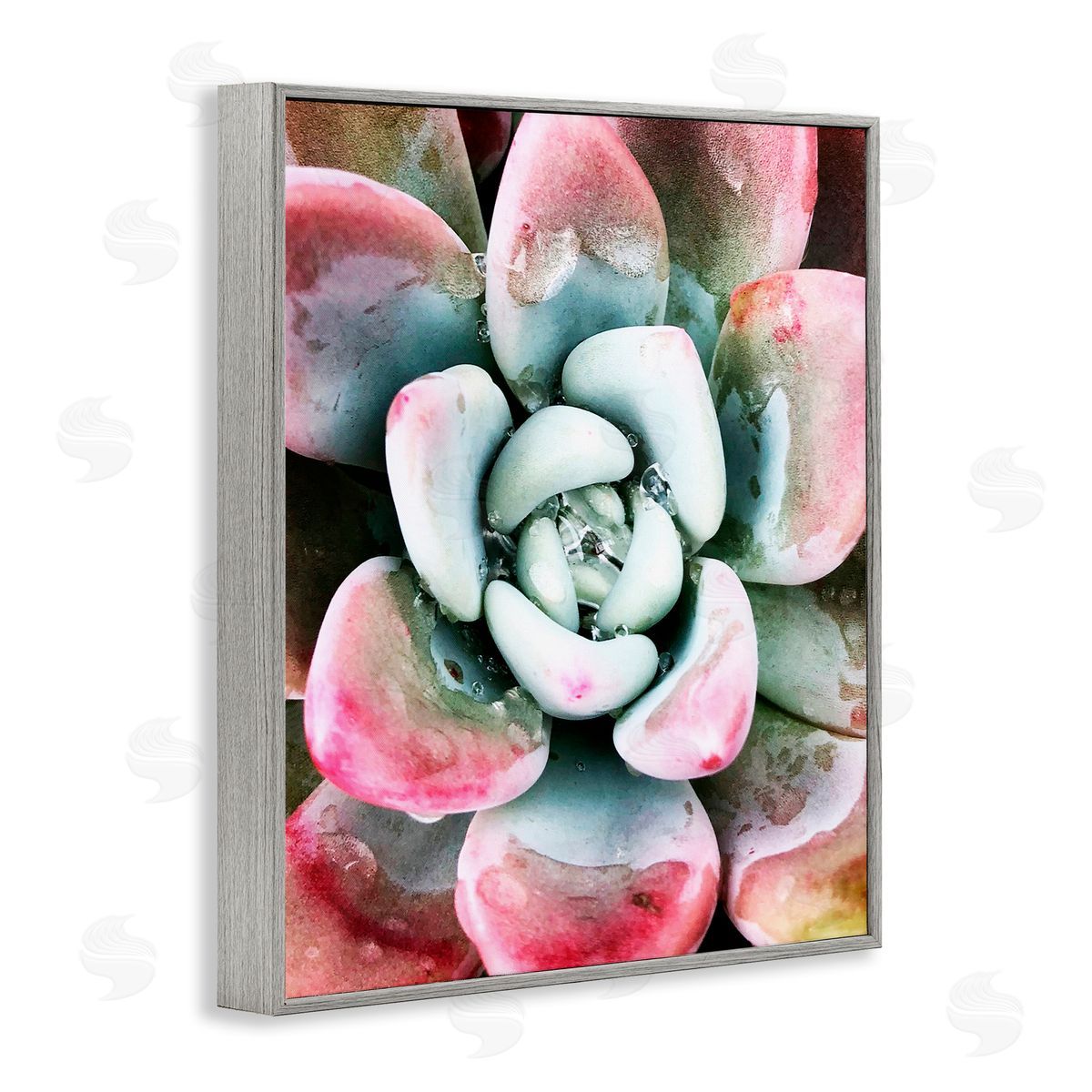 Irena Orlov Succulent Plant Rain Droplet