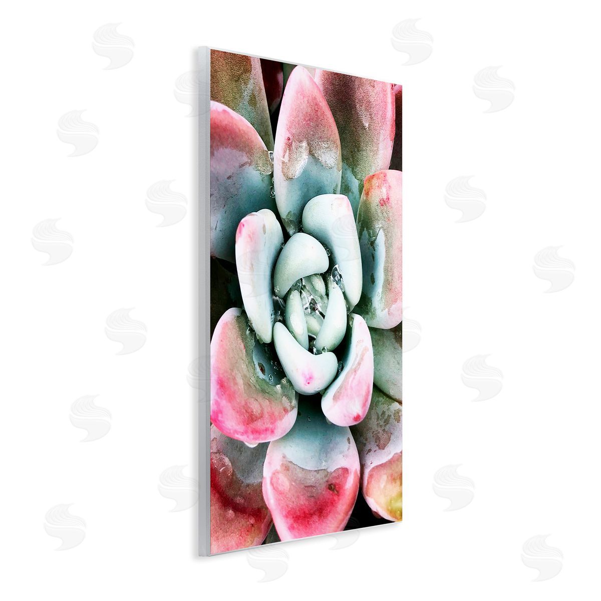 Irena Orlov Succulent Plant Rain Droplet