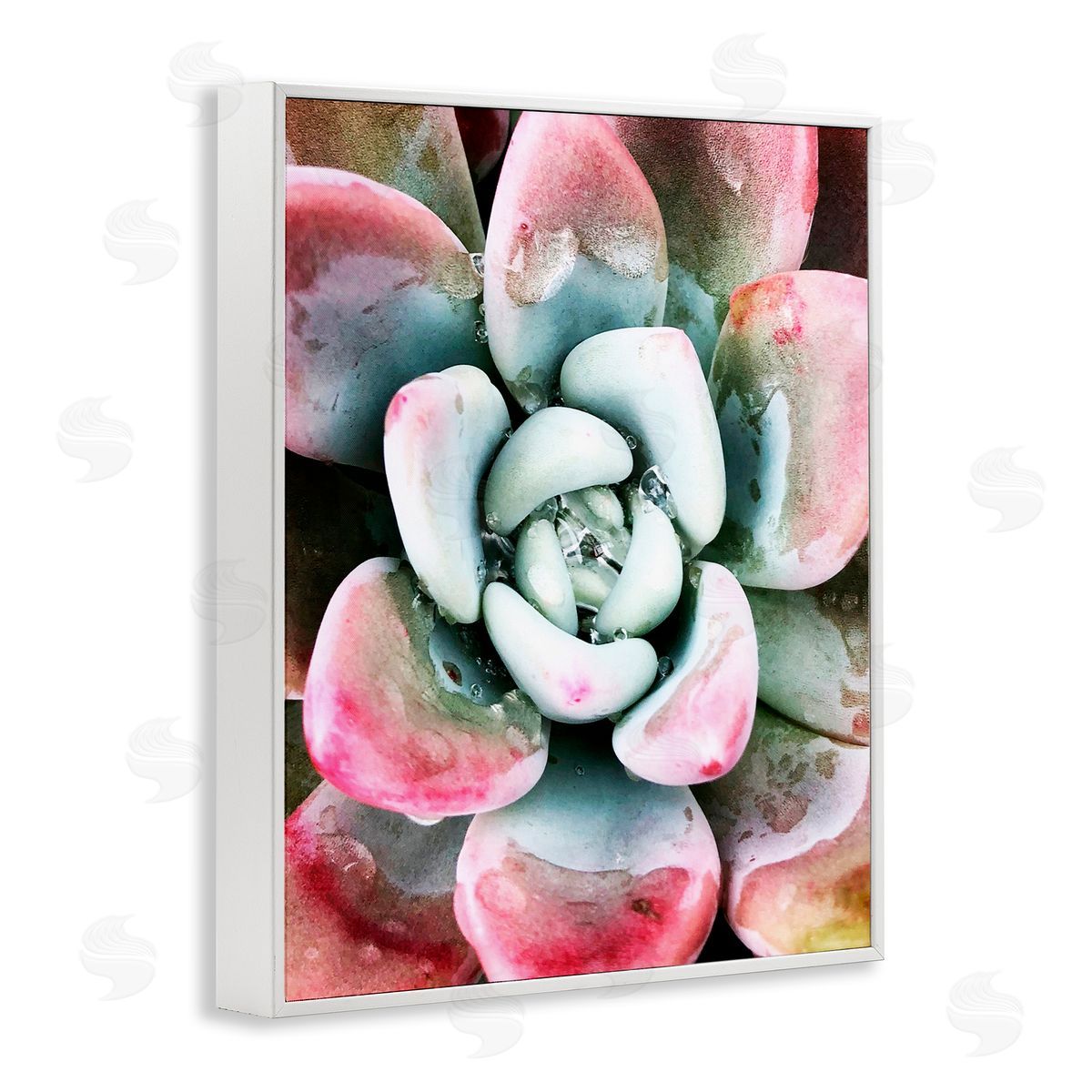 Irena Orlov Succulent Plant Rain Droplet