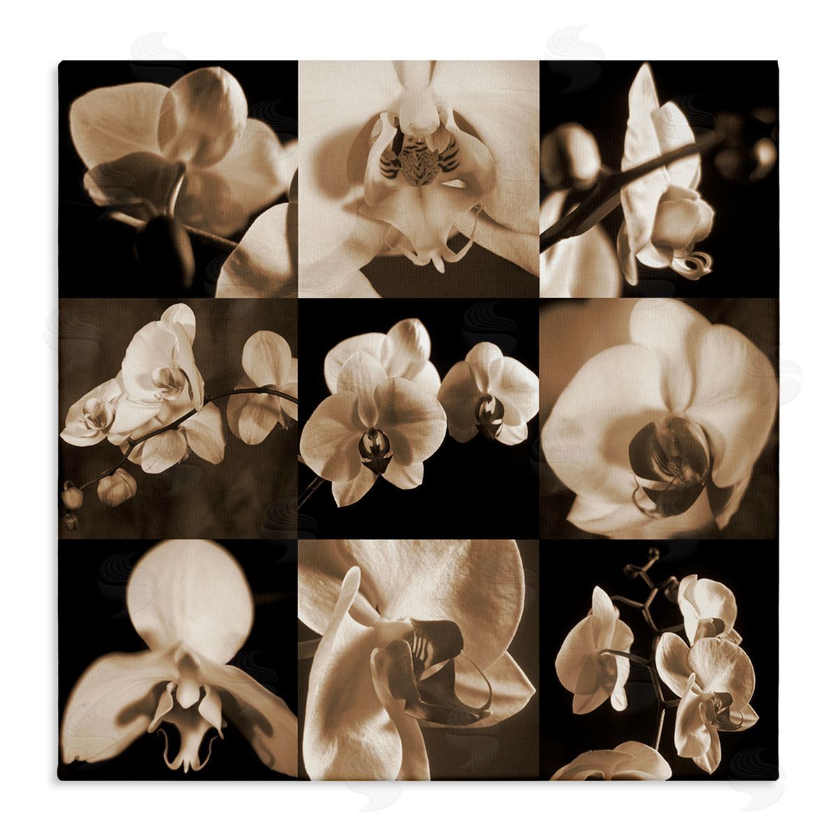 Caroline Kelly Sepia Orchid Varied Photography Stretched Canvas Wall Art Print