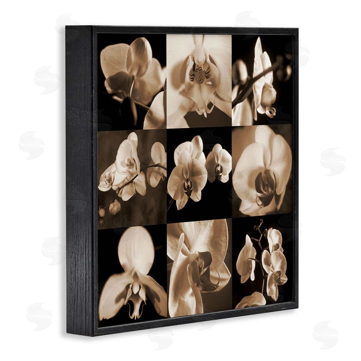 Caroline Kelly Sepia Orchid Varied Photography Black Framed Glicee Wall Art Print