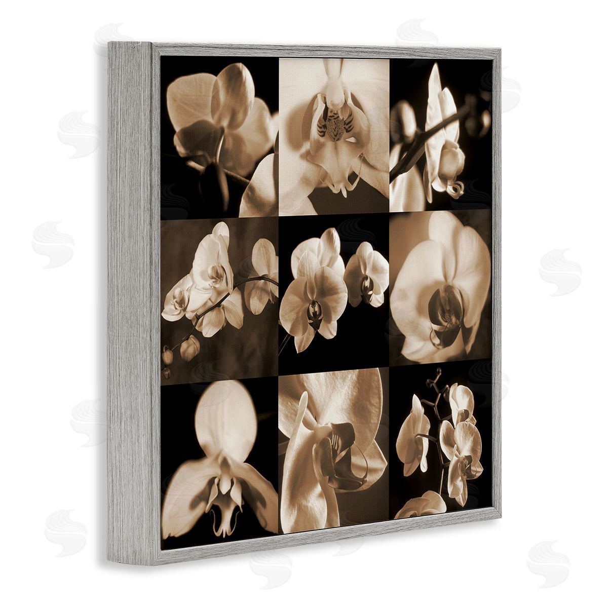 Caroline Kelly Sepia Orchid Varied Photography Gray Framed Glicee Wall Art Print