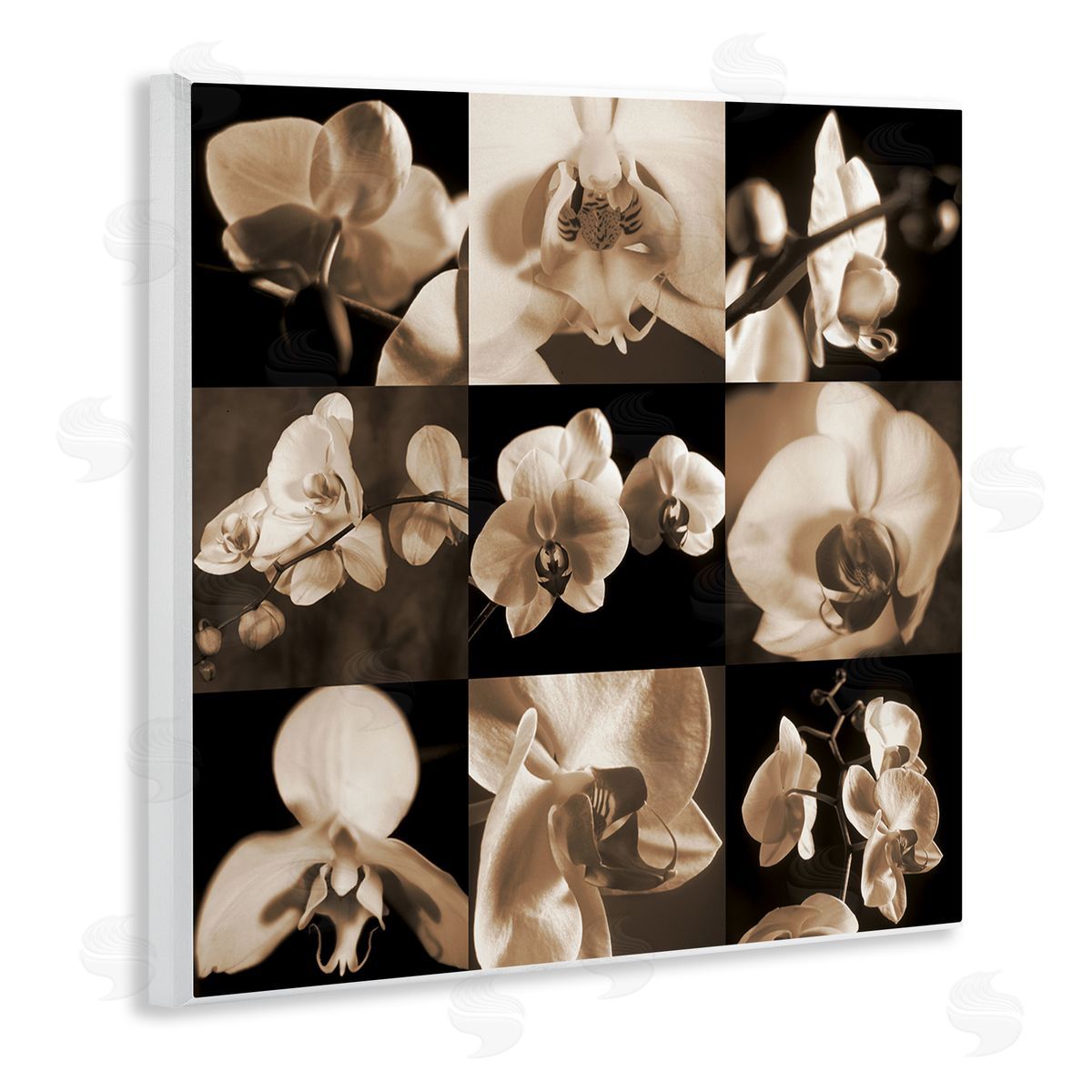Caroline Kelly Sepia Orchid Varied Photography Wooden Wall Plaque Art Print