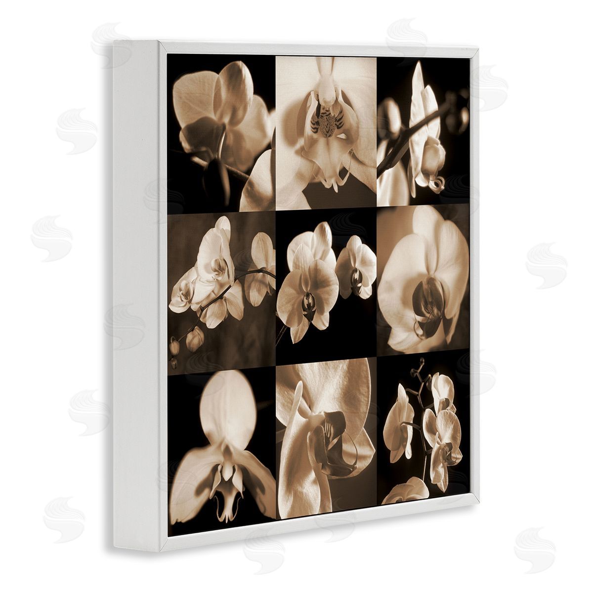 Caroline Kelly Sepia Orchid Varied Photography White Framed Glicee Wall Art Print