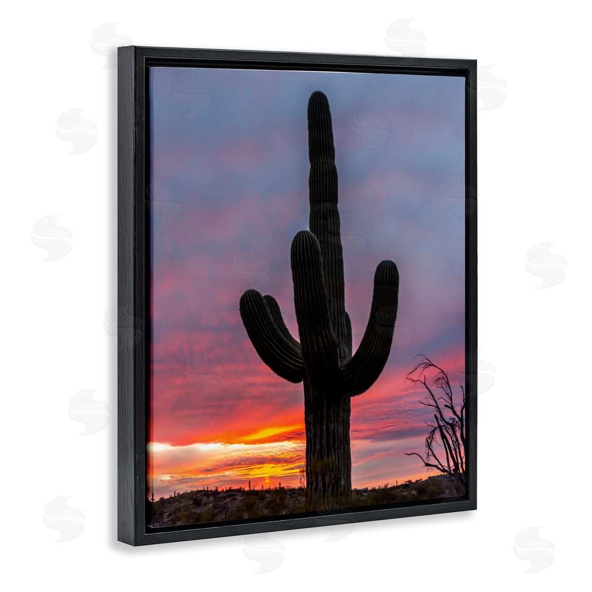 Jeff Poe Photography Looming Desert Cactus Silhouette