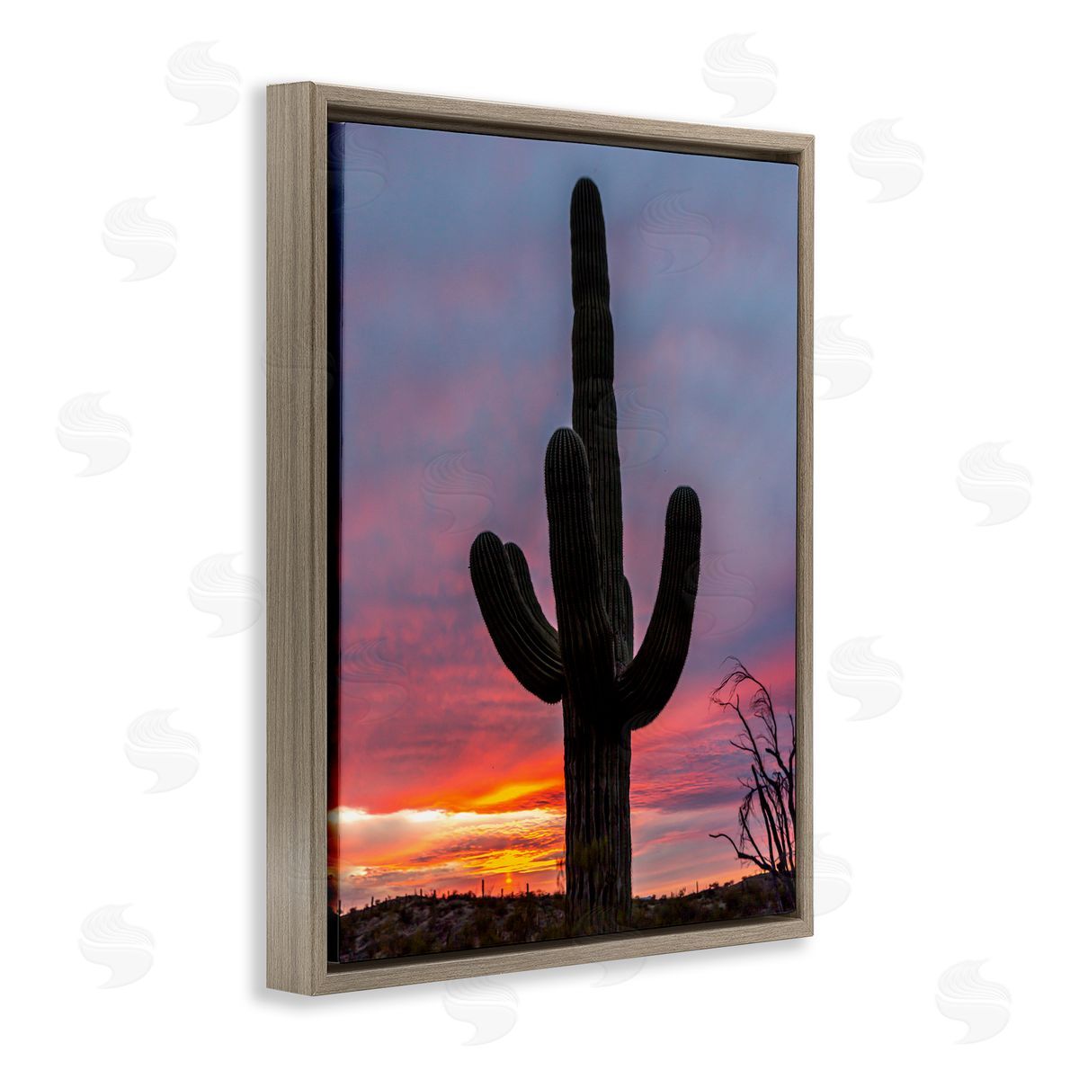 Jeff Poe Photography Looming Desert Cactus Silhouette