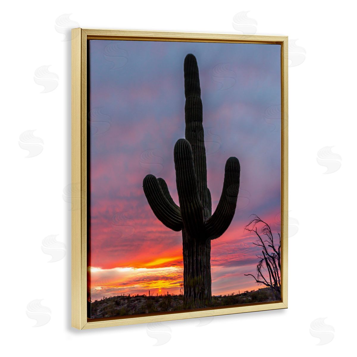 Jeff Poe Photography Looming Desert Cactus Silhouette