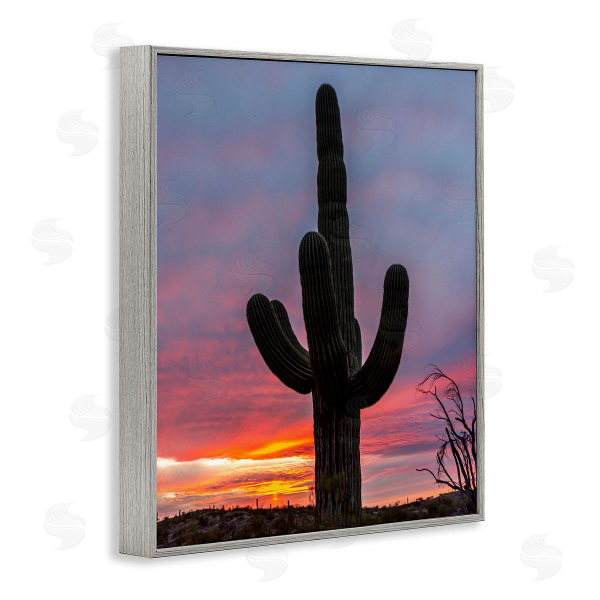 Jeff Poe Photography Looming Desert Cactus Silhouette