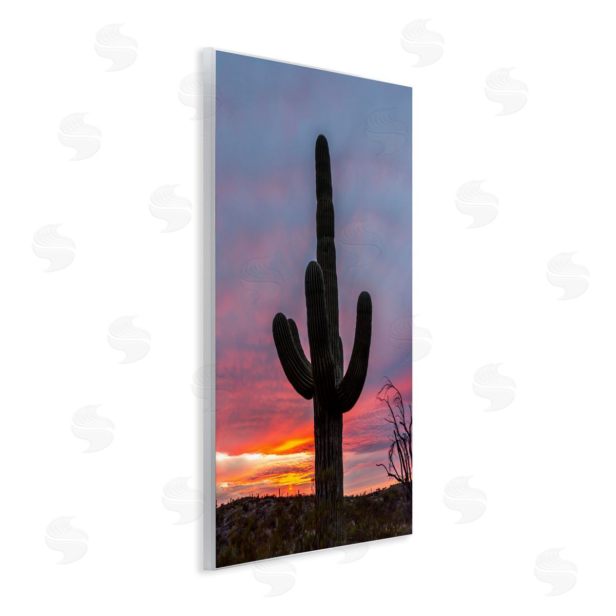 Jeff Poe Photography Looming Desert Cactus Silhouette