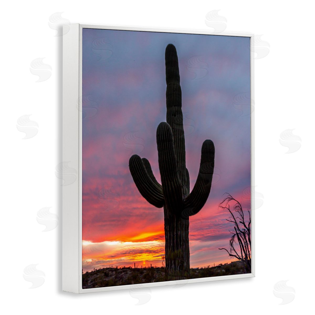 Jeff Poe Photography Looming Desert Cactus Silhouette