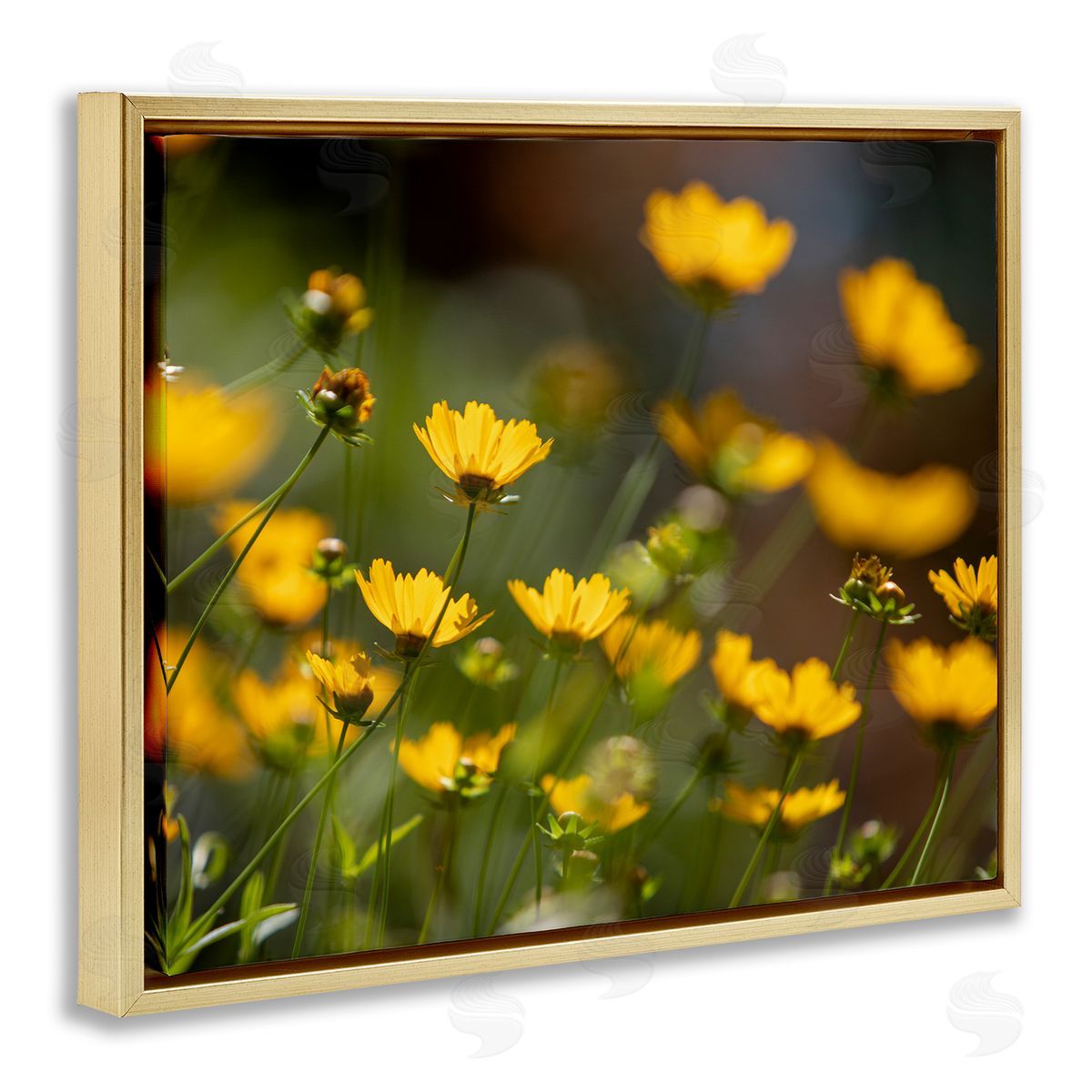 Aaron Matheson Yellow Daisy Wildflower Field