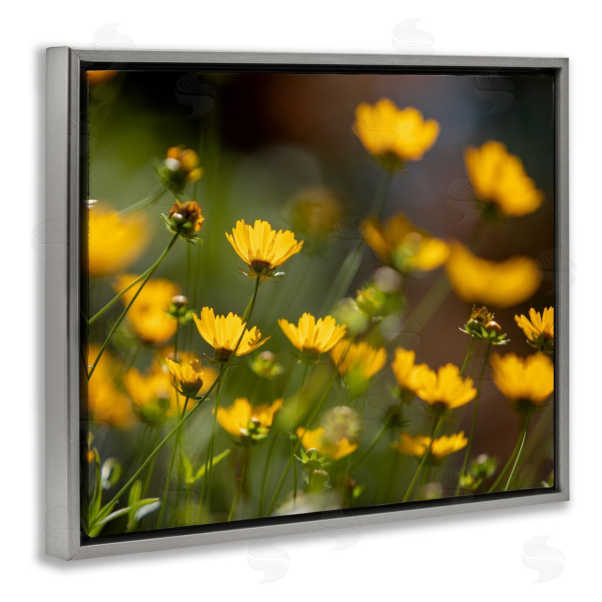 Aaron Matheson Yellow Daisy Wildflower Field