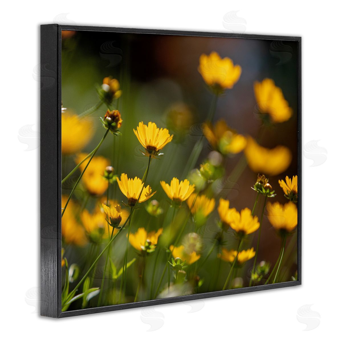 Aaron Matheson Yellow Daisy Wildflower Field