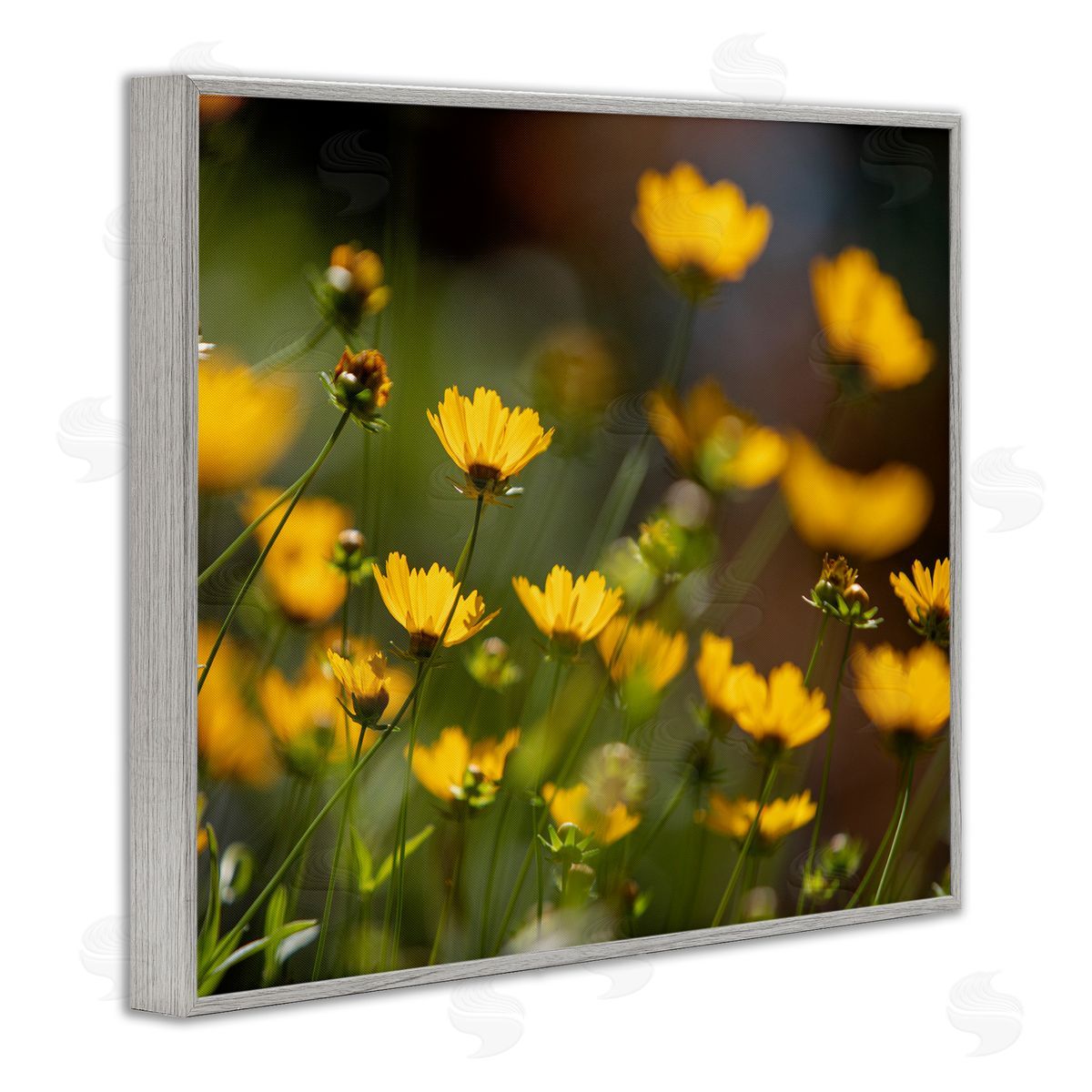 Aaron Matheson Yellow Daisy Wildflower Field