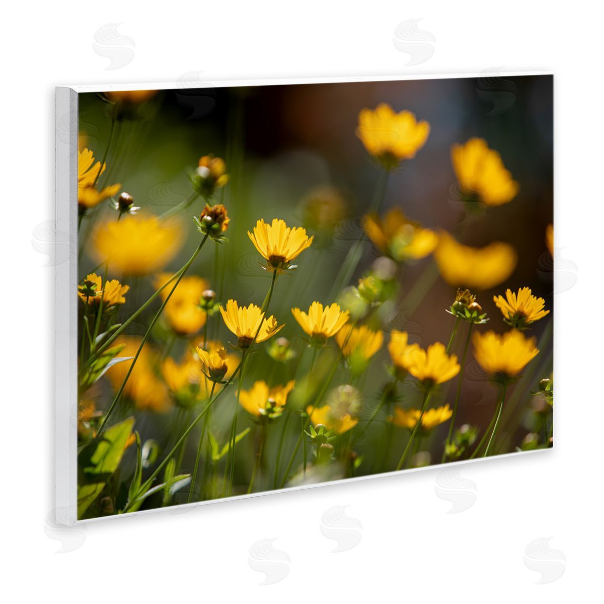 Aaron Matheson Yellow Daisy Wildflower Field