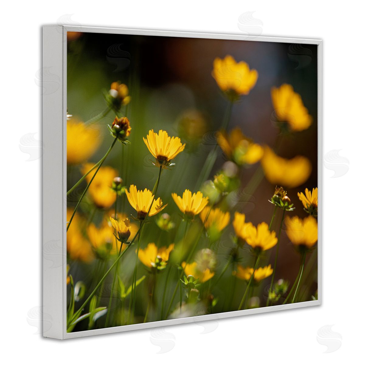 Aaron Matheson Yellow Daisy Wildflower Field