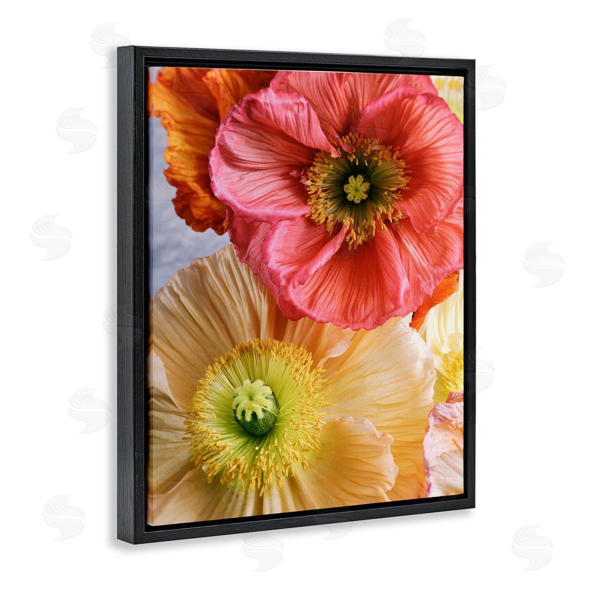 Carina Okula Detailed Poppy Flower Close Up