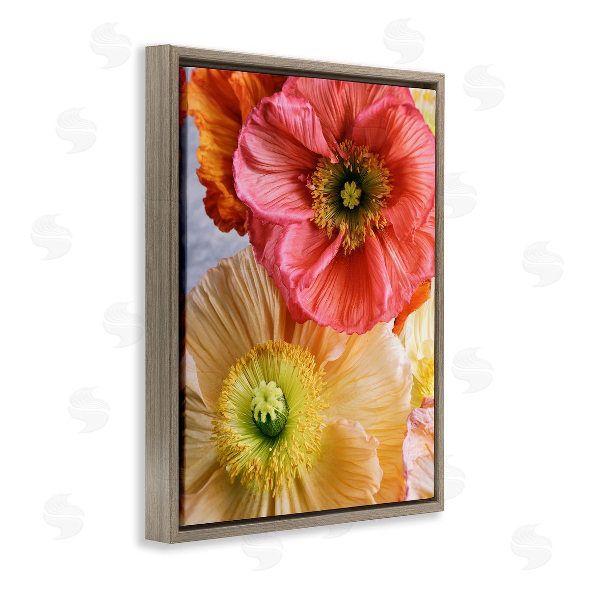 Carina Okula Detailed Poppy Flower Close Up