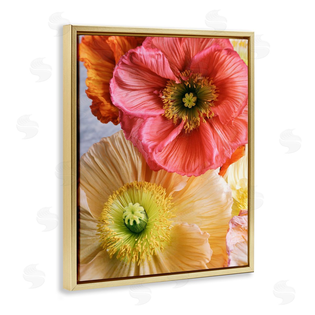 Carina Okula Detailed Poppy Flower Close Up