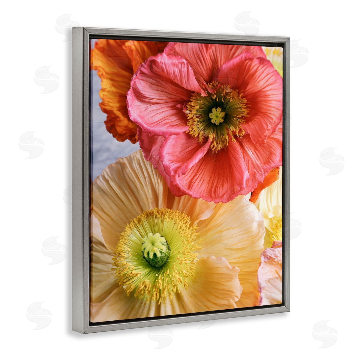 Carina Okula Detailed Poppy Flower Close Up