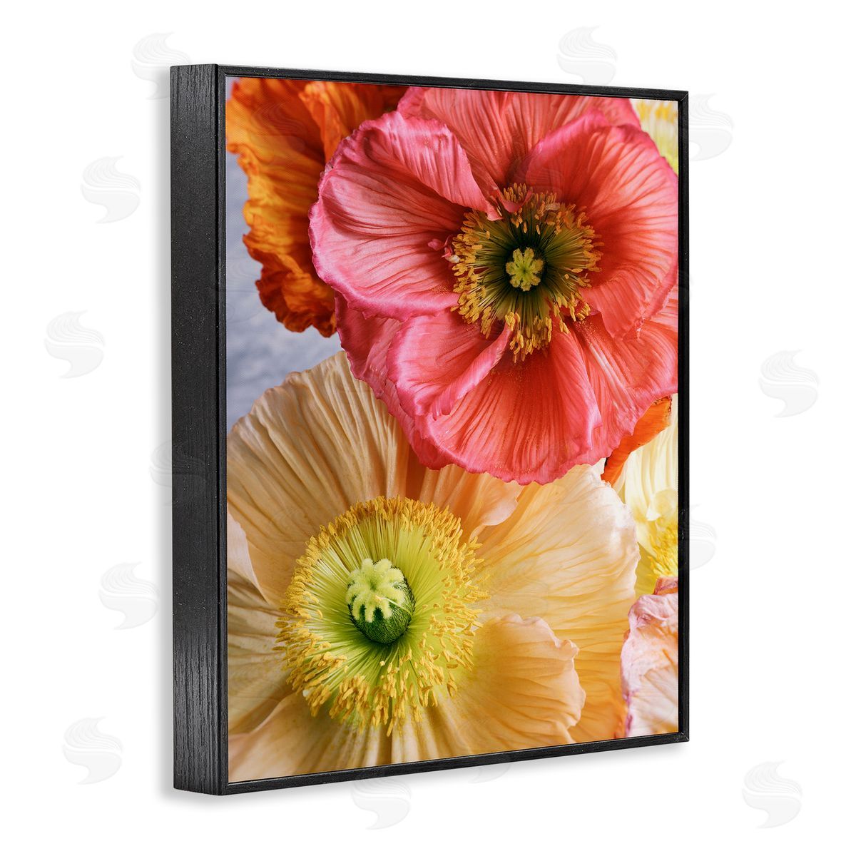 Carina Okula Detailed Poppy Flower Close Up