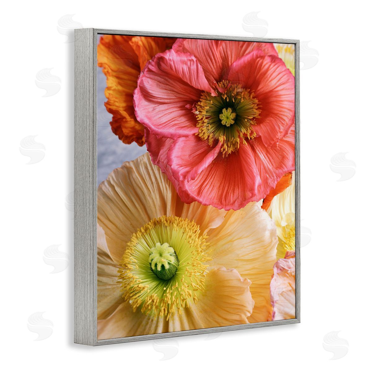 Carina Okula Detailed Poppy Flower Close Up