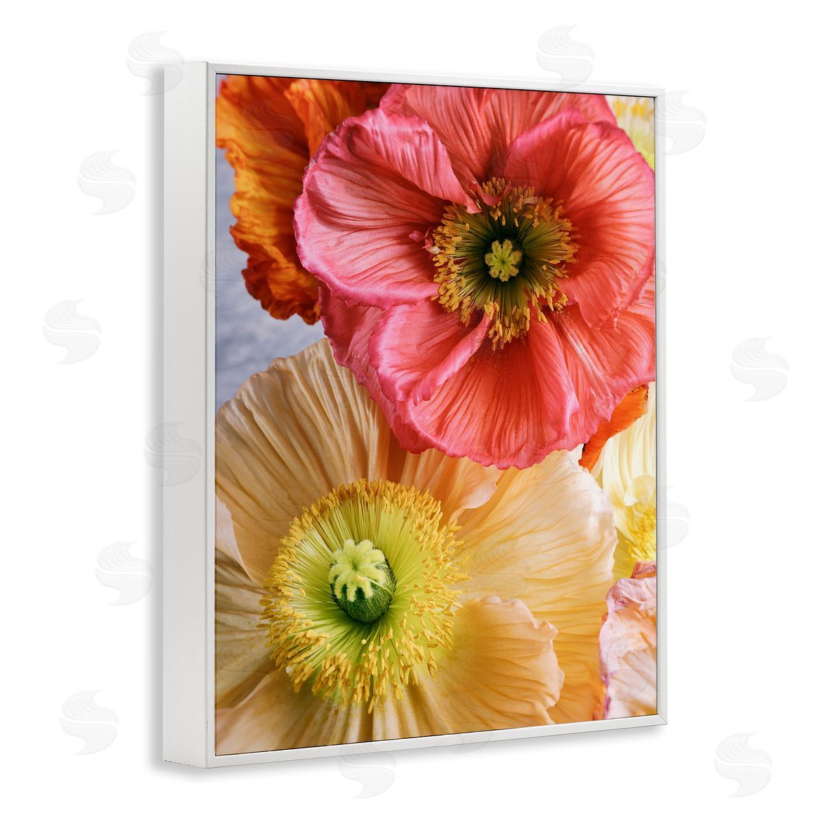 Carina Okula Detailed Poppy Flower Close Up