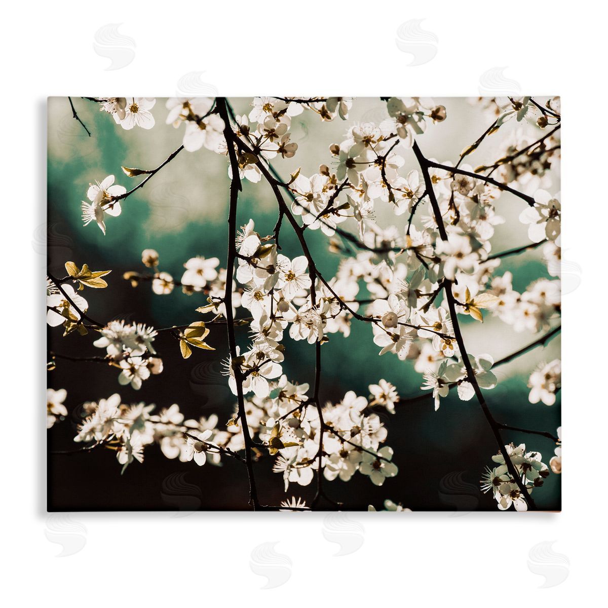 Stupell Studio Cherry Blossom Nature Photography