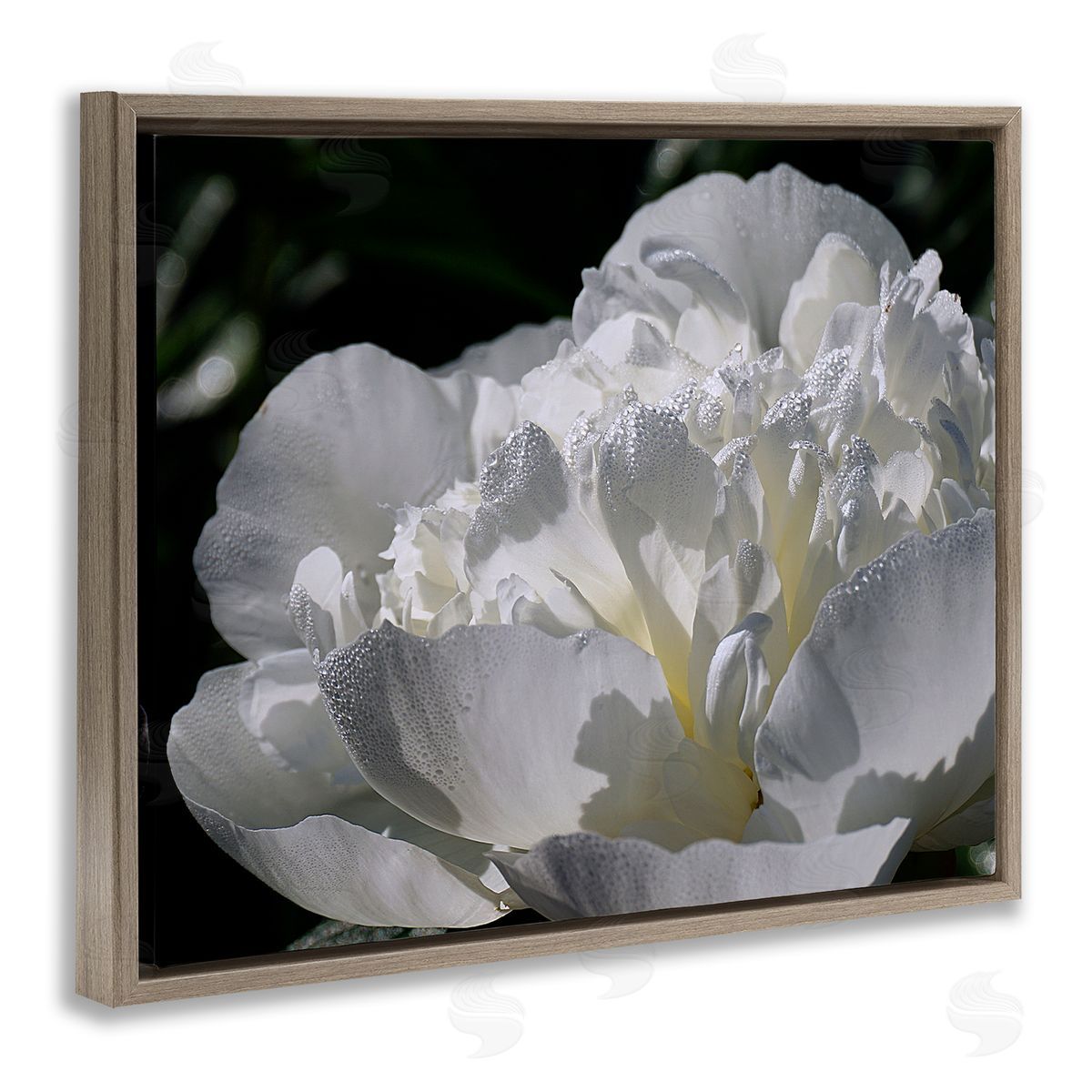 Stupell Studio Blooming White Petals Photography