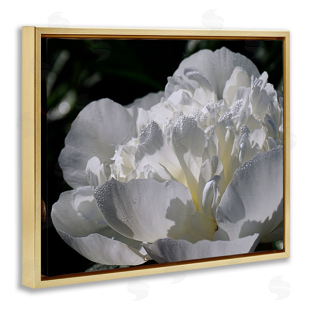 Stupell Studio Blooming White Petals Photography