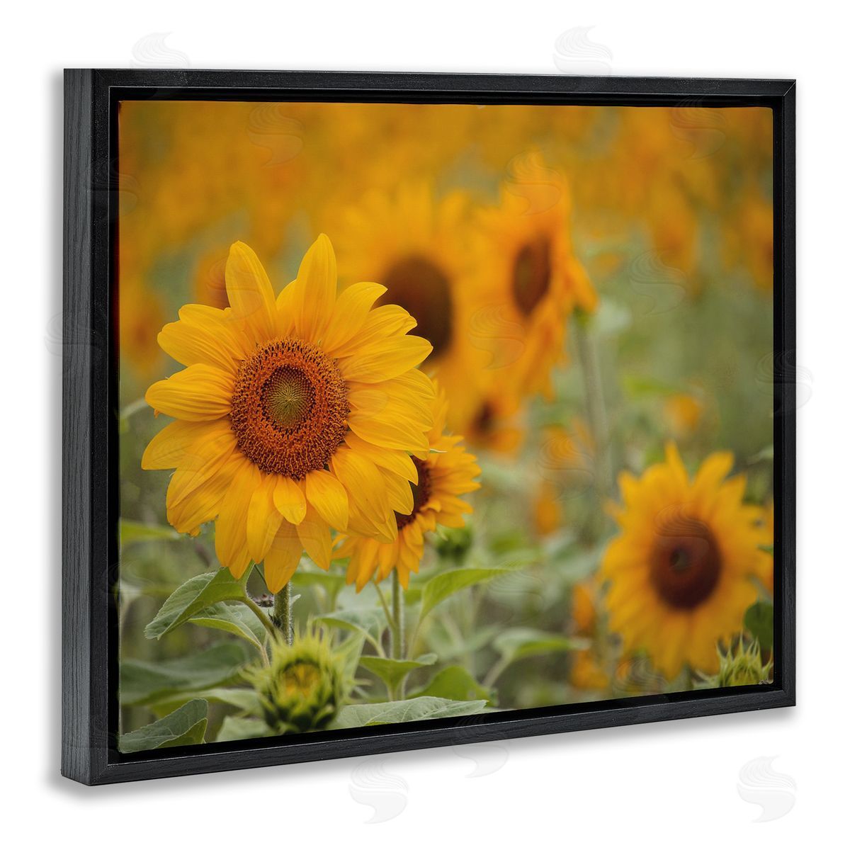 Stupell Studio Sunflower Field Nature Blooms