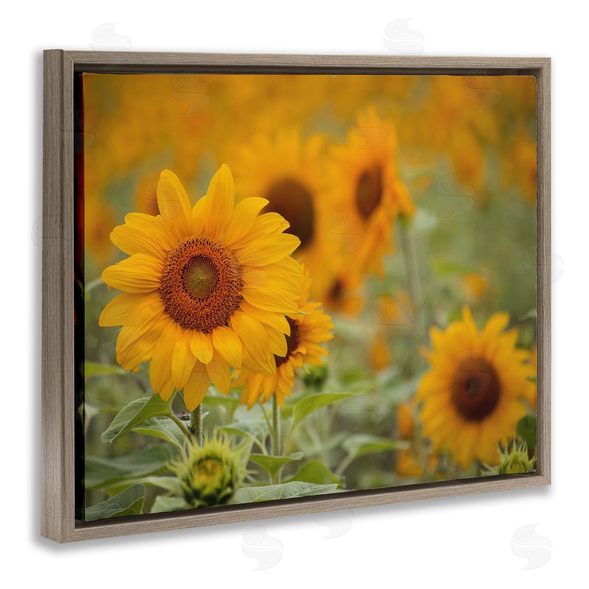 Stupell Studio Sunflower Field Nature Blooms