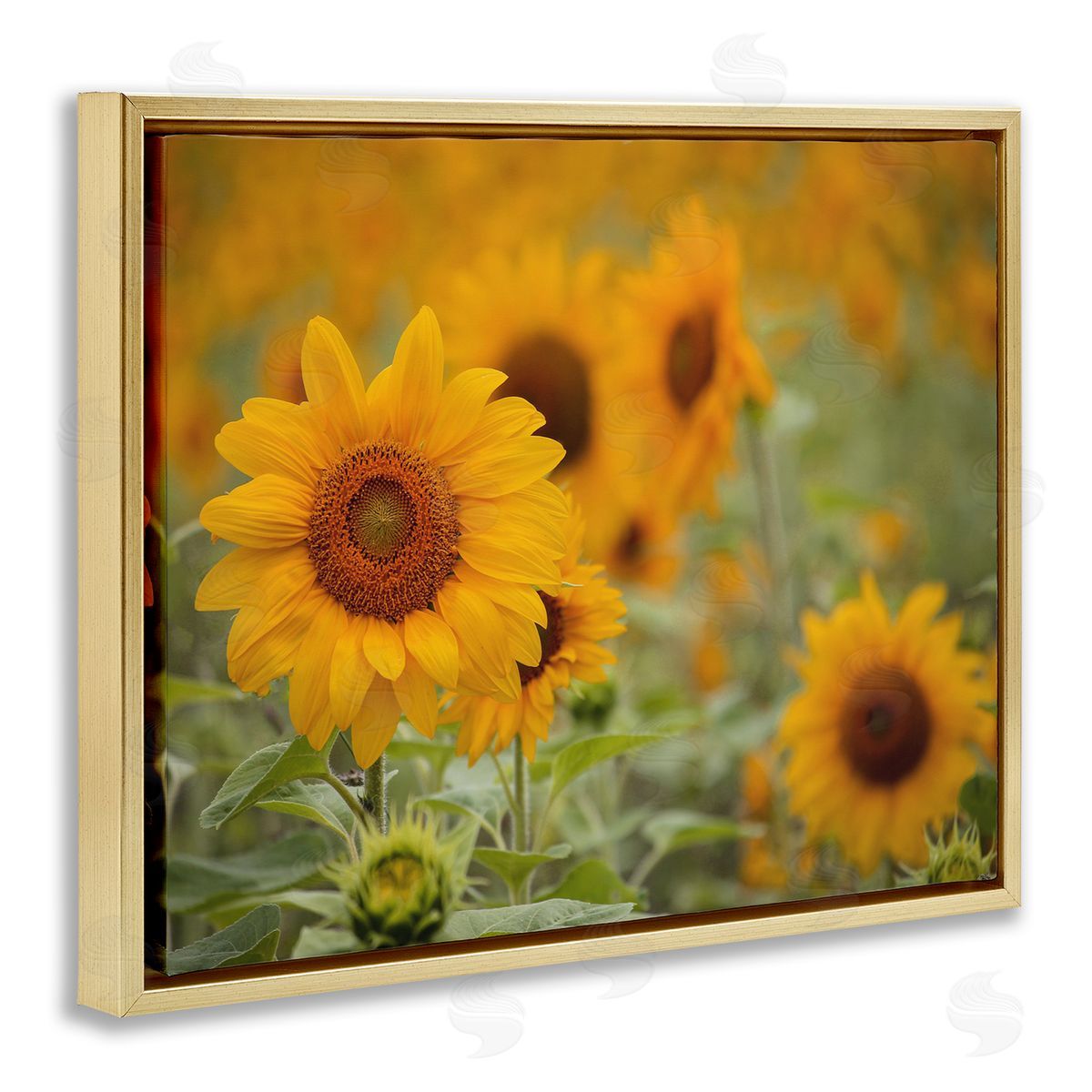 Stupell Studio Sunflower Field Nature Blooms