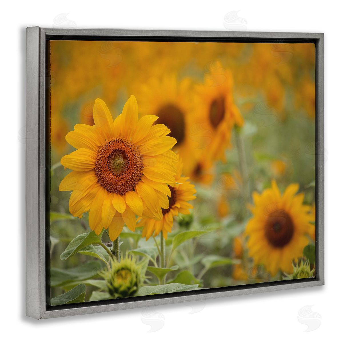 Stupell Studio Sunflower Field Nature Blooms