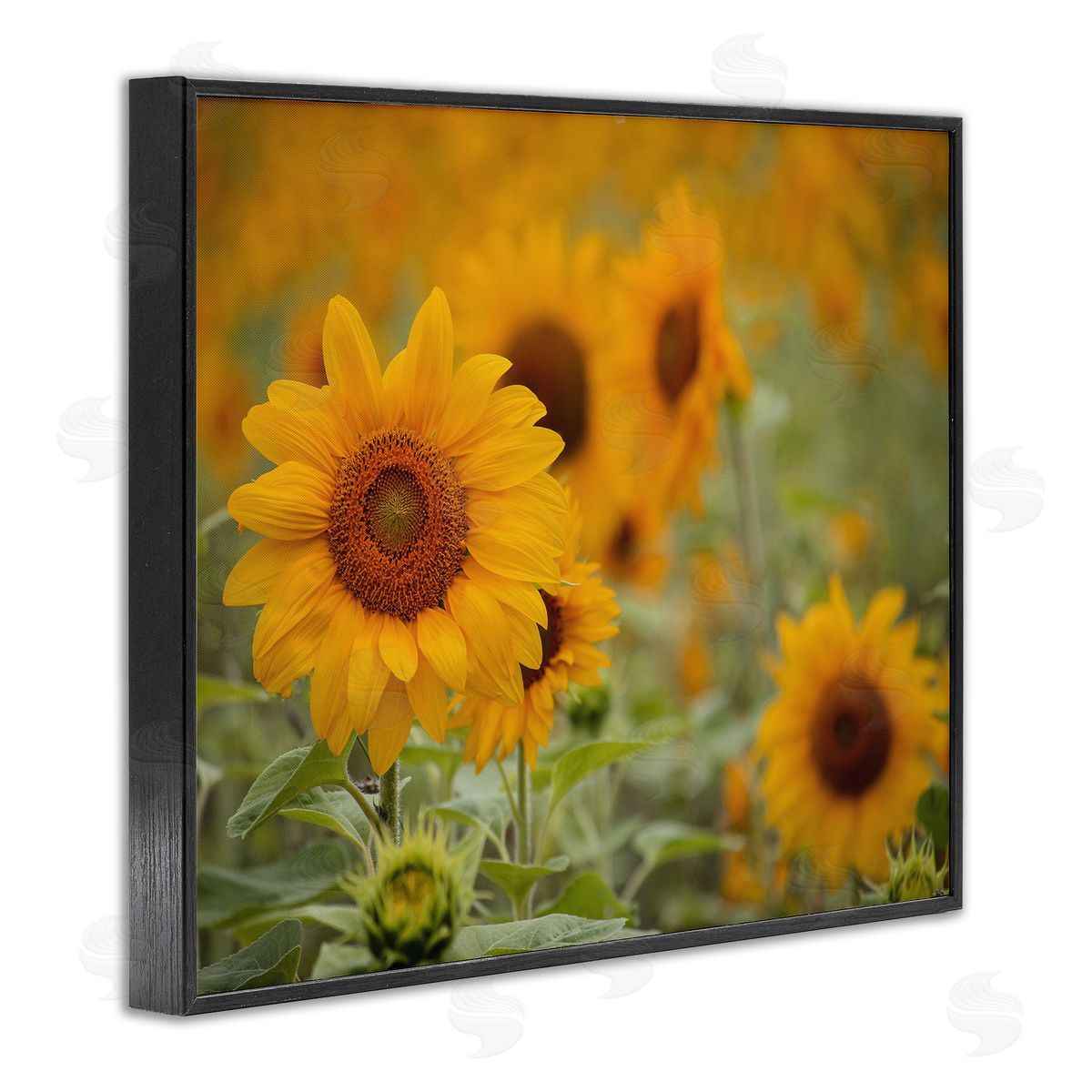 Stupell Studio Sunflower Field Nature Blooms