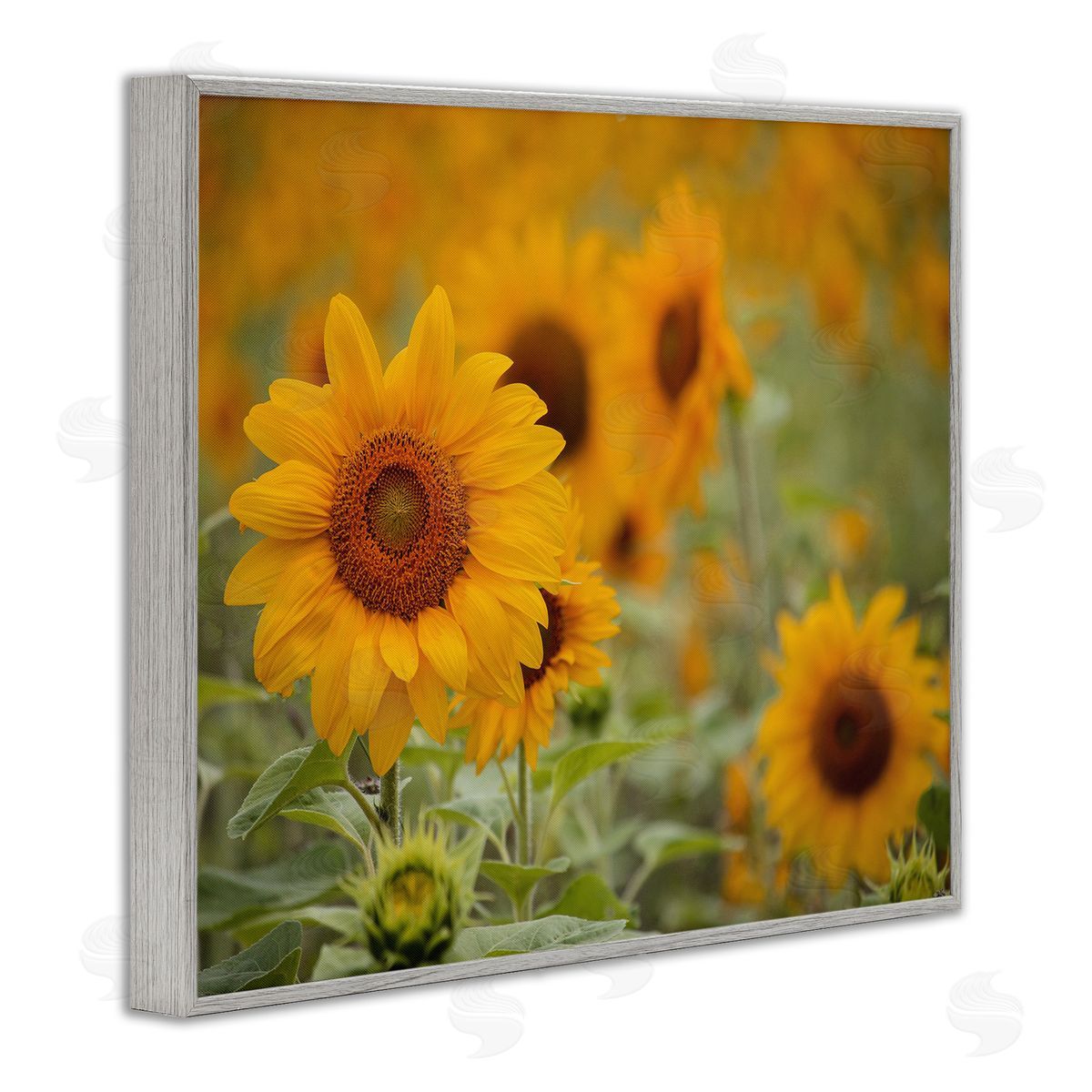 Stupell Studio Sunflower Field Nature Blooms