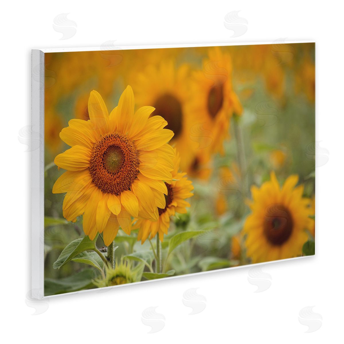 Stupell Studio Sunflower Field Nature Blooms