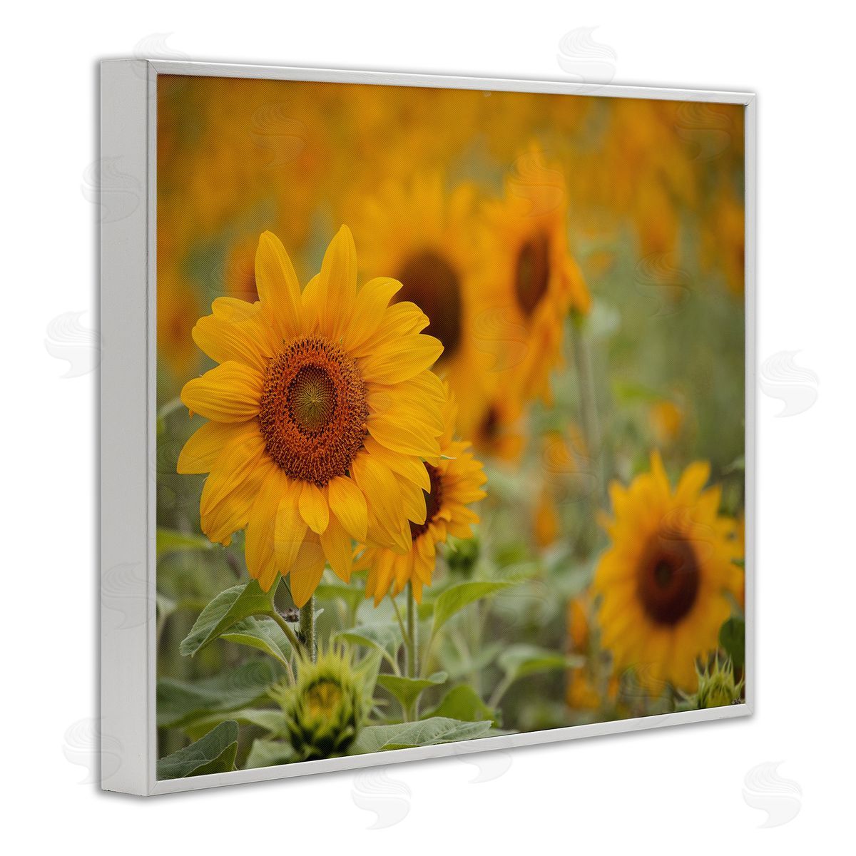 Stupell Studio Sunflower Field Nature Blooms