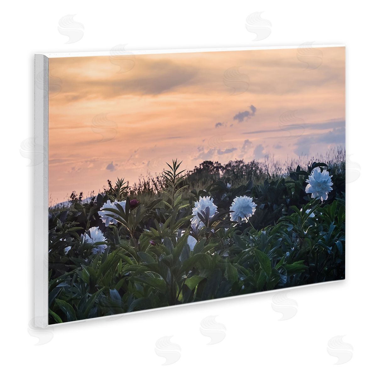 Stupell Studio Wildflower Blossoms Sunset Sky