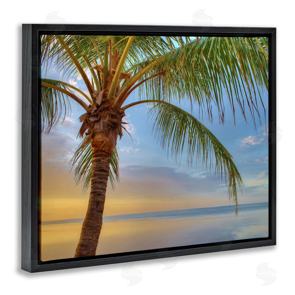 Jack Reed Sunrise Palm Tree Sky Reflection