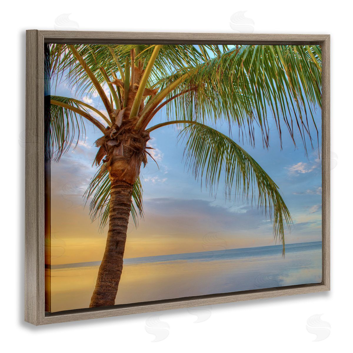 Jack Reed Sunrise Palm Tree Sky Reflection