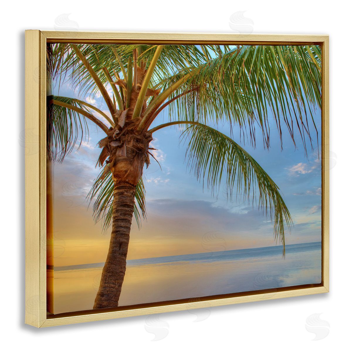 Jack Reed Sunrise Palm Tree Sky Reflection