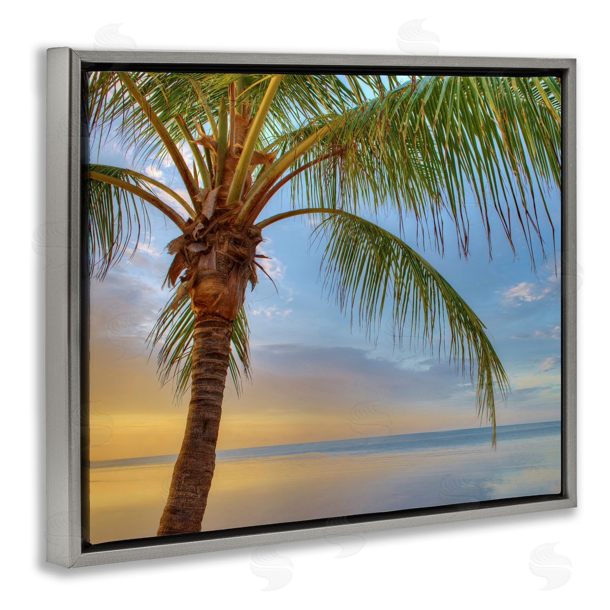 Jack Reed Sunrise Palm Tree Sky Reflection