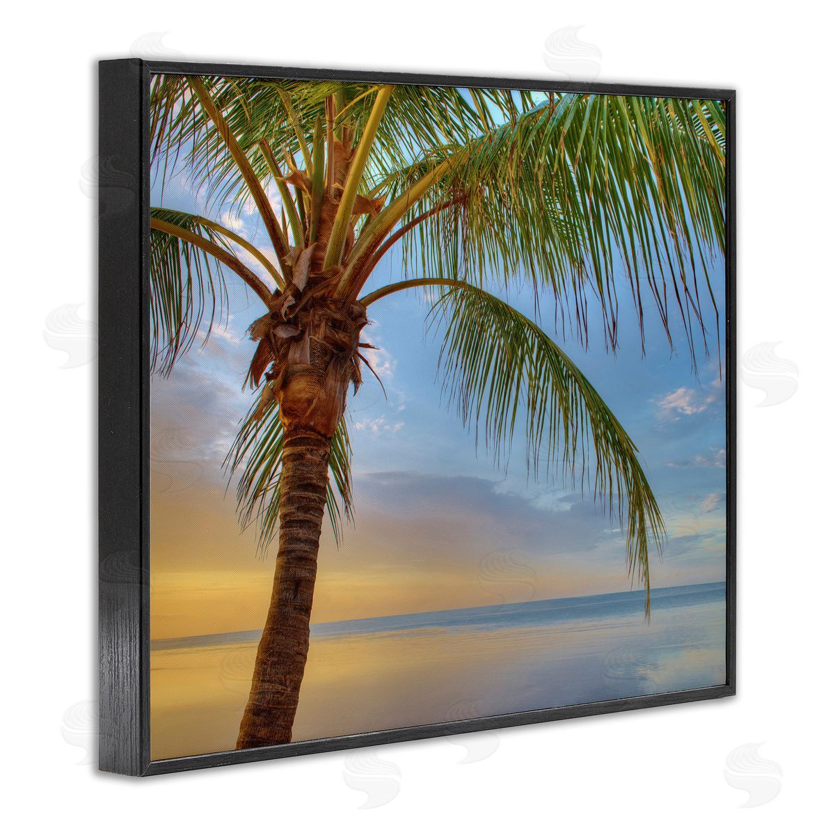 Jack Reed Sunrise Palm Tree Sky Reflection