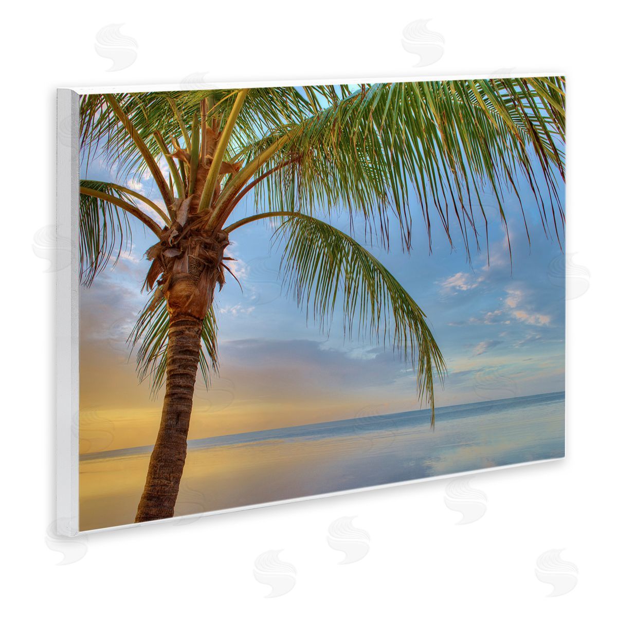 Jack Reed Sunrise Palm Tree Sky Reflection